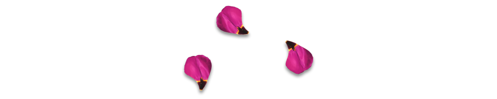 Webdesign Tulip